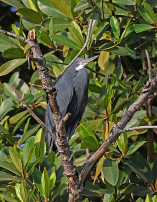 Egretta gularis - Western Reef-Egret