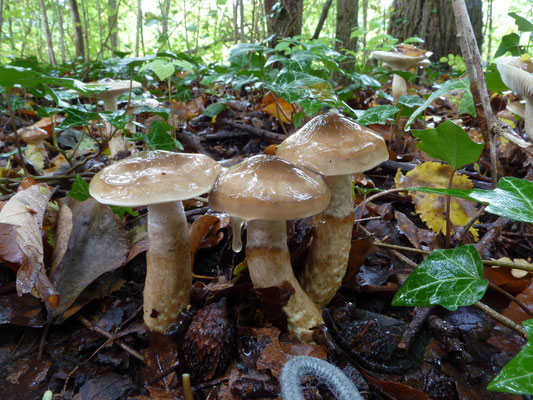 Hygrophorus persoonii - Olijkleurige slijmkop