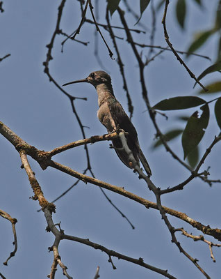 Gray-breasted Sabrewing