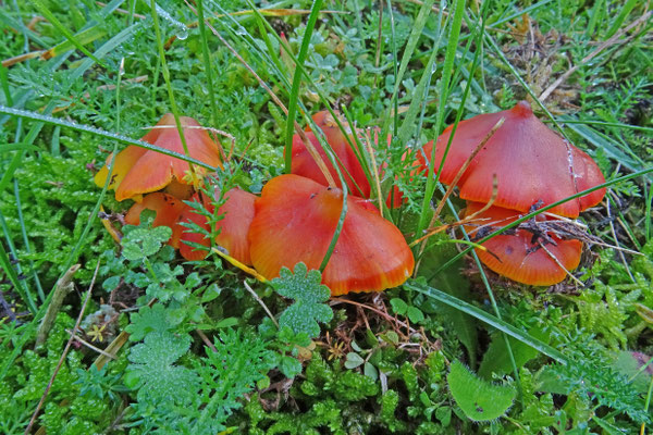 Hygrocybe miniata - Gewoon vuurzwammetje