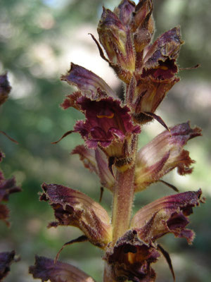 Orobanche foetida - Stinkende bremraap