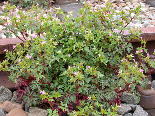 Geranium pratense - Beemdooievaarsbek