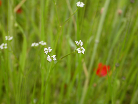 Valerianella  rimosa - Geoorde veldsla