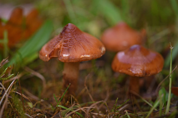 Cortinarius hinnuleus - Muffe gordijnzwam