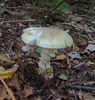 Wortelende champignonparasol