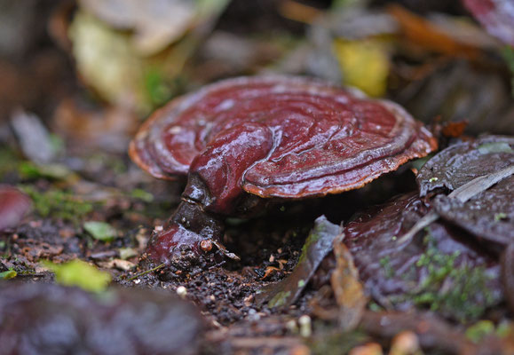 Ganoderma lucidum - Gesteelde lakzwam