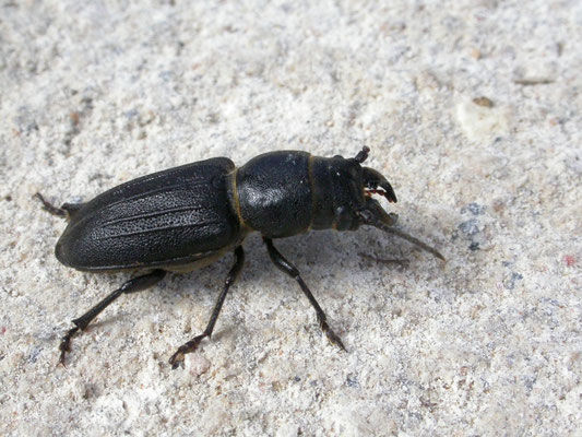 wortelboktor (Spondylis buprestoides)