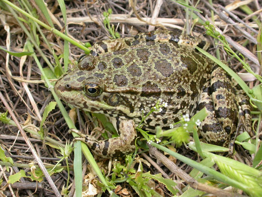 Kleinaziatische kikker (Pelophylax bedriagae)
