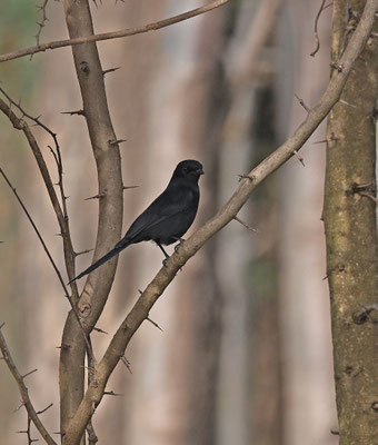 Melaenornis edolioides - Northern Black-Flycatcher