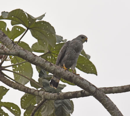 Gray-lined Hawk