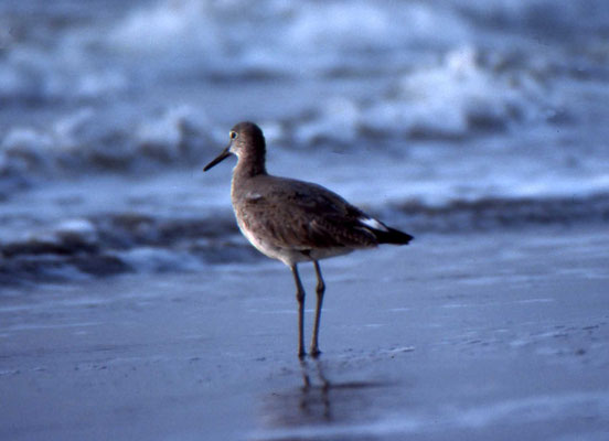 Willet