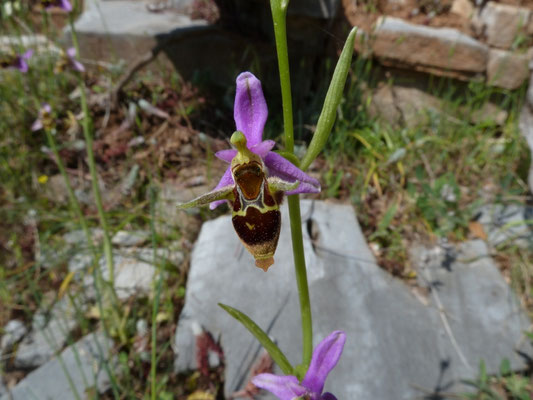 Ophrys scolopax