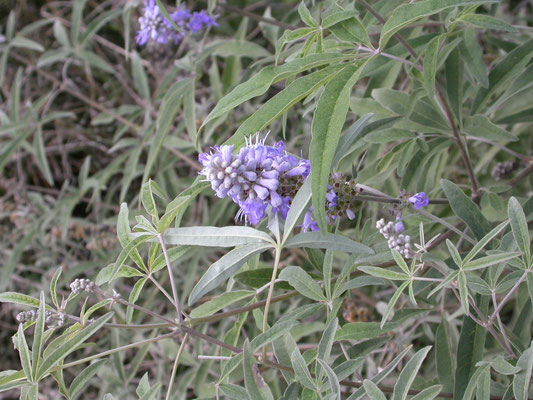 Vitex agnus-castus - Kuisheidsstruik, Monnikspeper