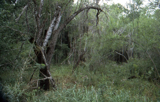 Santa Ana National Wildlife Refuge