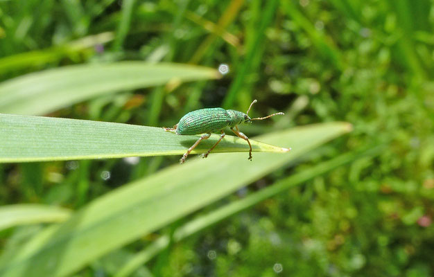 Polydrusus formosus - Groene struiksnuitkever