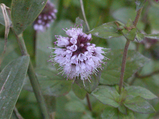 Mentha aquatica - Watermunt