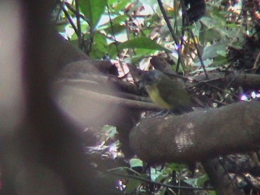 Grey-headed Bristlebill