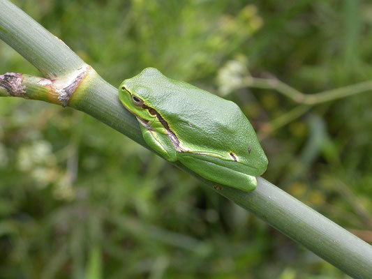 Hyla arborea (boomkikker)