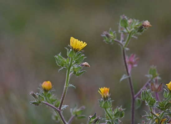 Glebionis coronaria - Gekroonde ganzenbloem