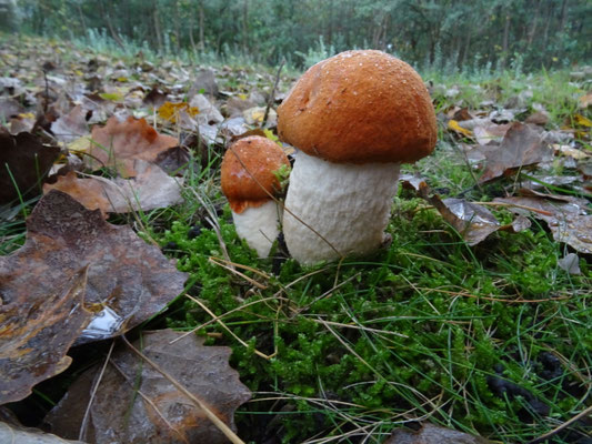 Leccinum albostipitatum - Oranje populierboleet