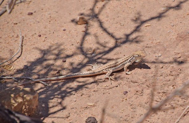 Acanthodactylus boskianus