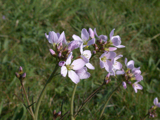 Cardamine pratensis - Pinksterbloem