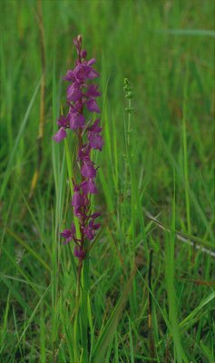 Anacamptis palustris - Moerasorchis