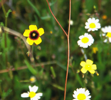 Tuberaria guttata - Gevlekt zonneroosje