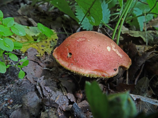 Xerocomellus ripariellus - Wijnrode boleet