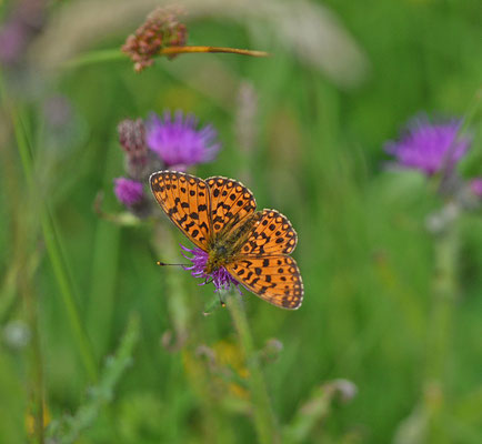 Zilveren maan