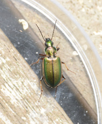 Agonum marginatum - Geelrandsnelloper