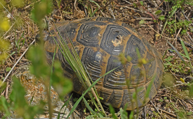 Moorse Landschildpad