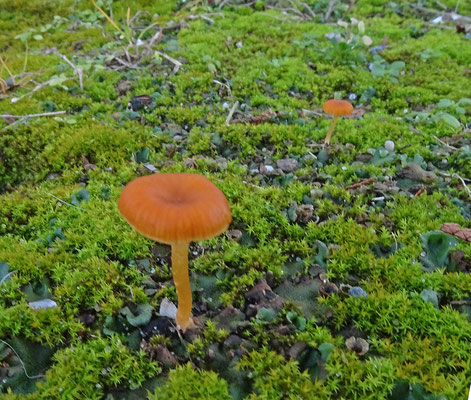 Oranjerood trechtertje