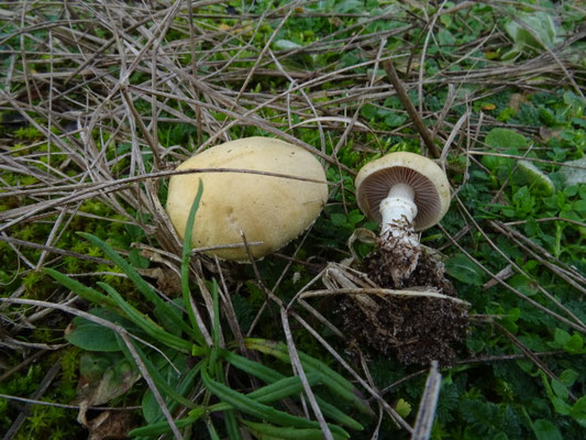 Okergele stropharia
