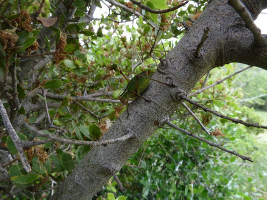 Barbitistes constrictus