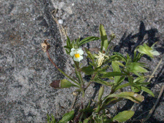 Viola arvensis - Akkerviooltje