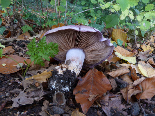 Cortinarius largus - Bruine kleibosgordijnzwam