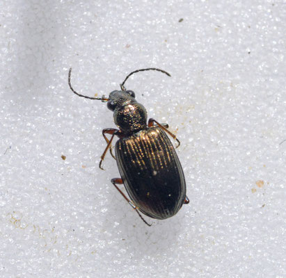 Bembidion puntulatum - Gepuncteerd priemkever