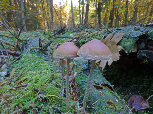 Hypholoma dispersum - Zilversteelzwavelkop