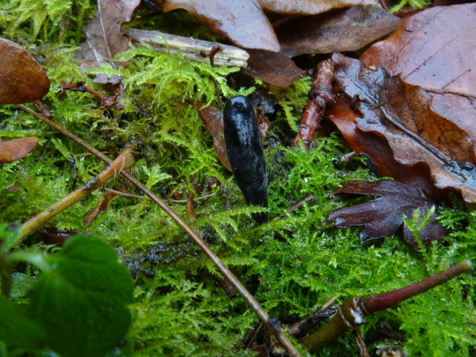 Trichoglossum hirsutum - ruige aardtong