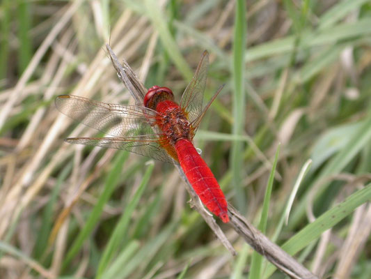 Crocothemis erythraea