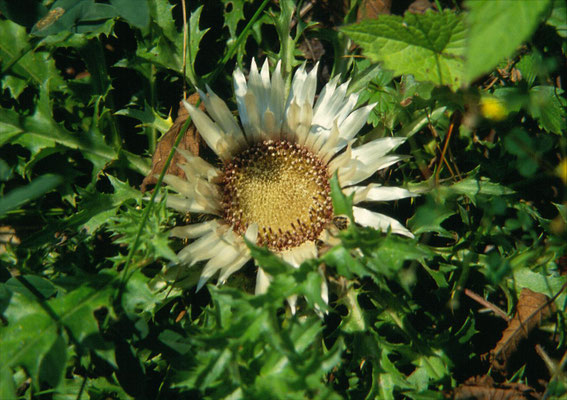 Carlina acaulis - Zilverdistel