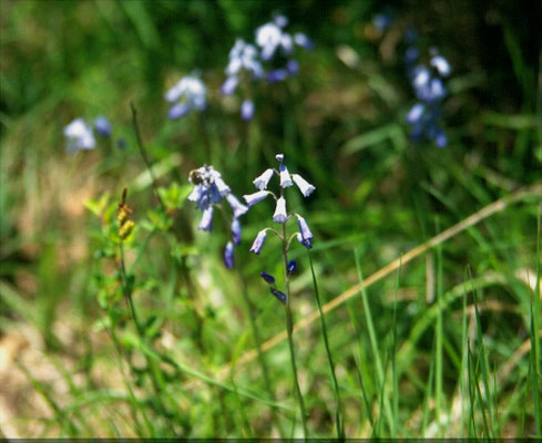 Brimeura amethystinus - Pyreeënhyacinth