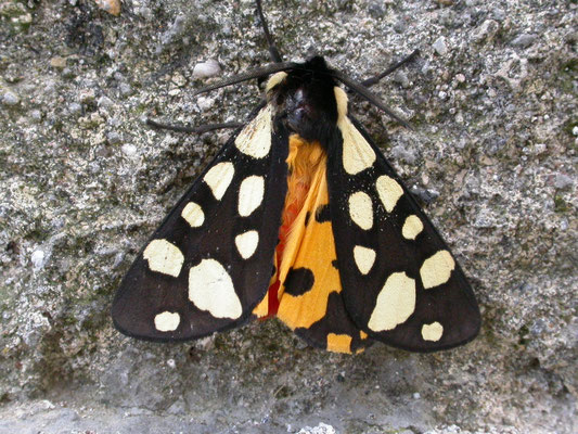 Roomvlek (Arctia villica)