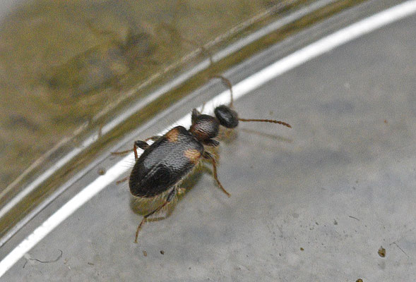 Hirticollis hispidus