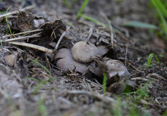 Geastrum floriforme - Bloemaardster