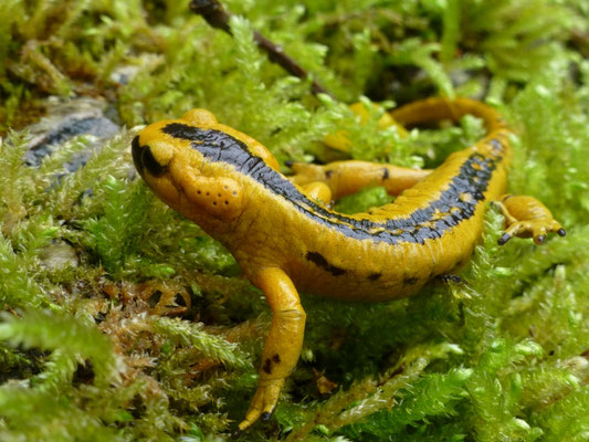 Salamandra salamandra bernardezi