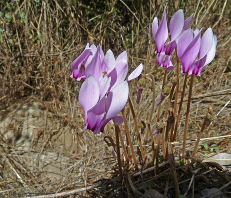 Cyclamen graecum