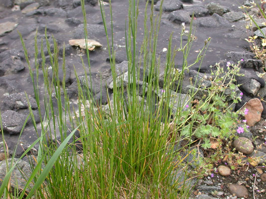 Festuca filiformis - Fijn schapengras