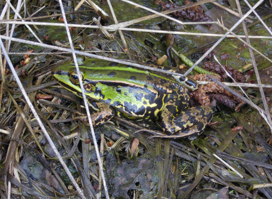 Poelkikker (Pelophylax lessonae)